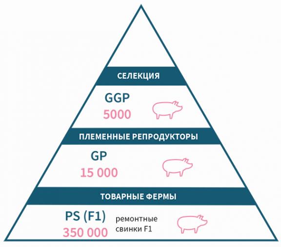 ГЕНЕТИКА И СЕЛЕКЦИЯ